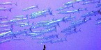 A school of BARRACUDAS at BLUE & WHITE