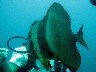 BATFISH ready to eat my finger