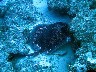 A BLACK SPOTTED RAY seen at COCOS WALL