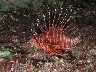 A beautiful but poisonous LIONFISH at BARRACUDA ROCK