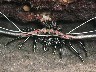 A LOBSTER hiding under a boulder at BARRACUDA ROCK