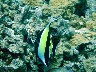 MOORISH IDOL