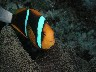 An ORANGE-FINNED ANEMONEFISH