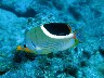 SADDLEBACK BUTTERFLYFISH